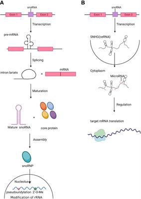 Small but strong: Pivotal roles and potential applications of snoRNAs in hematopoietic malignancies